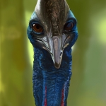 Cassowary Speed Paint Study